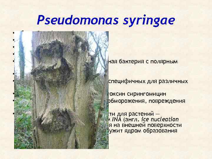 Pseudomonas syringae • • • Сем. : Pseudomonadaceae Род: Pseudomonas вид: P. syringae Впервые