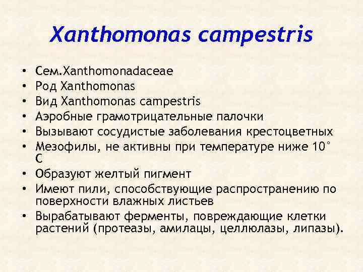 Xanthomonas campestris Сем. Xanthomonadaceae Род Xanthomonas Вид Xanthomonas campestris Аэробные грамотрицательные палочки Вызывают сосудистые