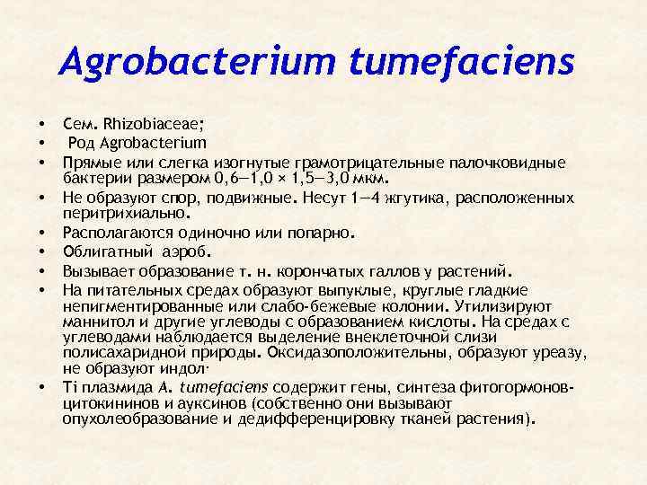 Agrobacterium tumefaciens • • • Сем. Rhizobiaceae; Род Agrobacterium Прямые или слегка изогнутые грамотрицательные