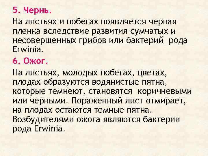 5. Чернь. На листьях и побегах появляется черная пленка вследствие развития сумчатых и несовершенных