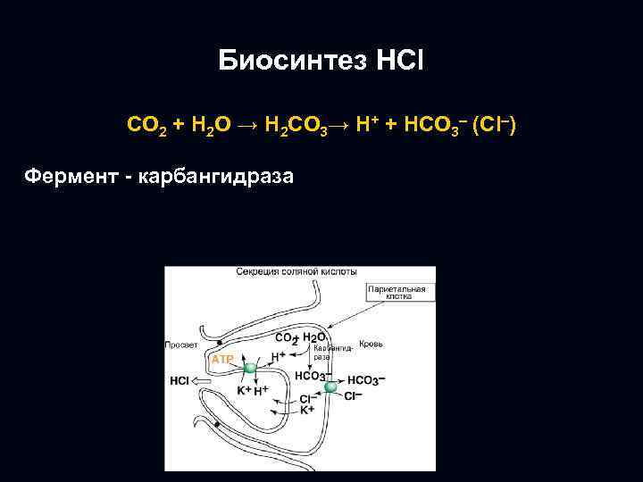Биосинтез НСl СO 2 + H 2 O → H 2 CO 3→ H+