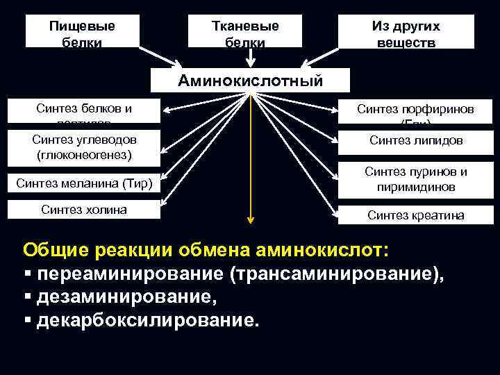 Пищевые белки Синтез белков и пептидов Синтез углеводов (глюконеогенез) Тканевые белки Аминокислотный фонд Из