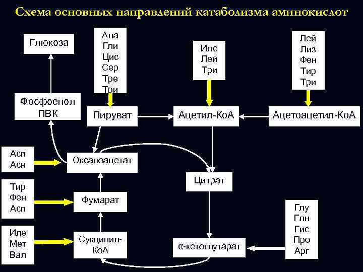 Схема основных направлений катаболизма аминокислот Ала Гли Цис Сер Тре Три Глюкоза Фосфоенол ПВК