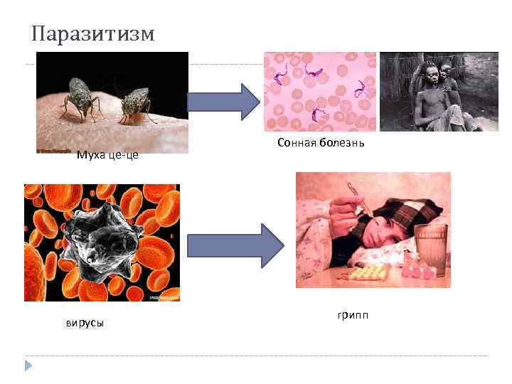 Паразитизм Муха це-це вирусы Сонная болезнь грипп 