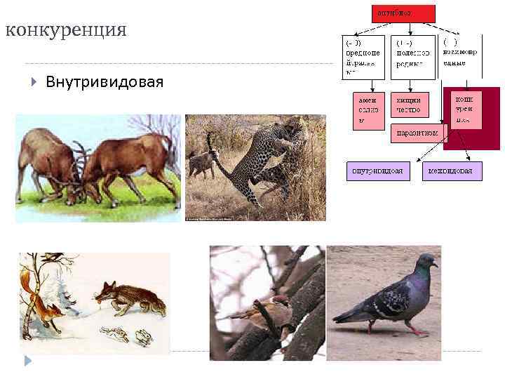 Типы межвидовой конкуренции