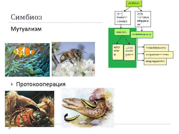 Симбиоз между кроликом 126. Мутуализм и протокооперация. Симбиоз мутуализм протокооперация. Примеры мутуализма и протокооперации. Симбиотические мутуализм.