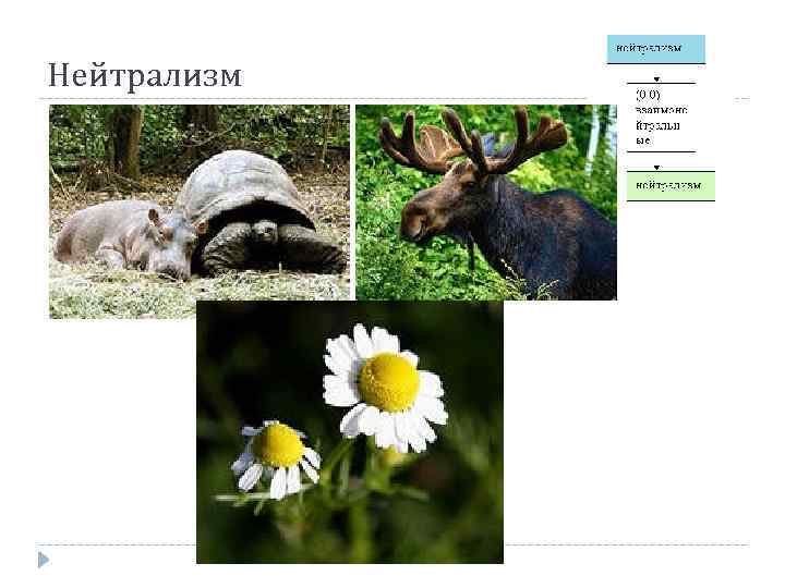 Нейтрализм 