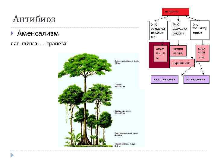 Антибиоз Аменсализм лат. mensa — трапеза 