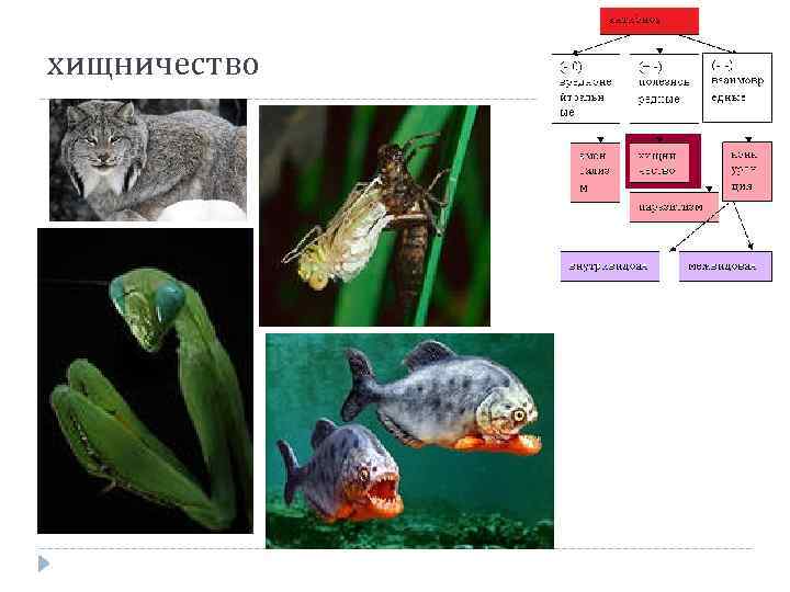 хищничество 