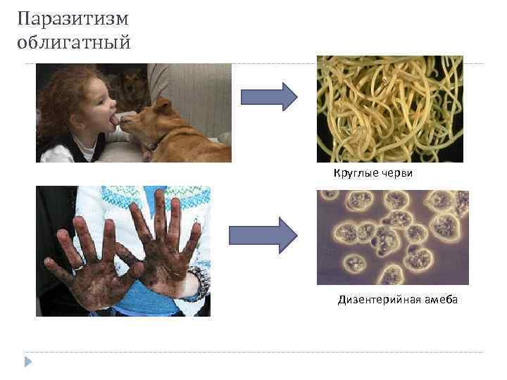 Паразитизм облигатный Круглые черви Дизентерийная амеба 