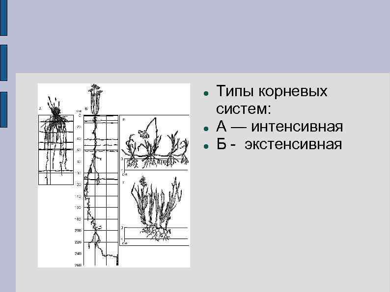 Какие типы водного режима