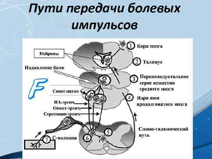 Пути передачи болевых импульсов 