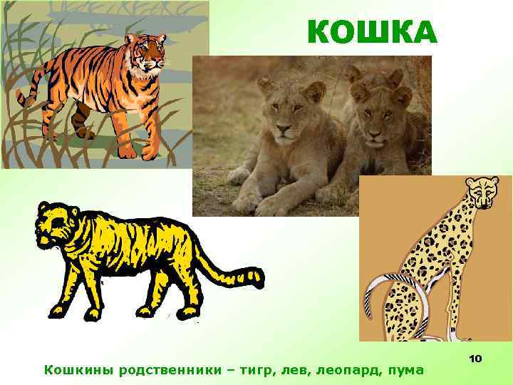 КОШКА Кошкины родственники – тигр, лев, леопард, пума 10 