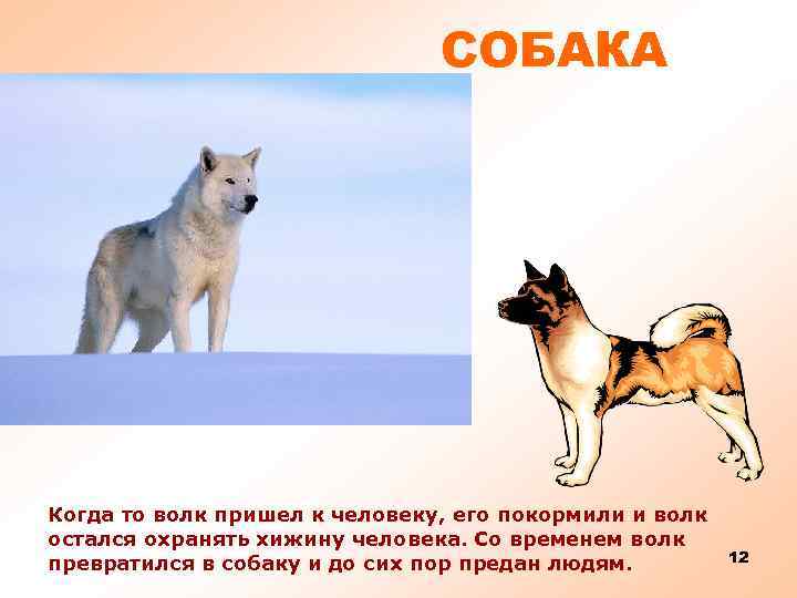 СОБАКА Когда то волк пришел к человеку, его покормили и волк остался охранять хижину