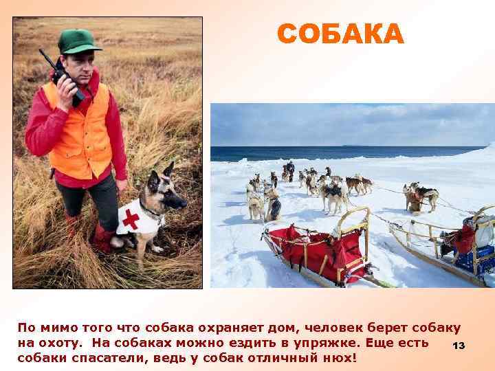 СОБАКА По мимо того что собака охраняет дом, человек берет собаку на охоту. На