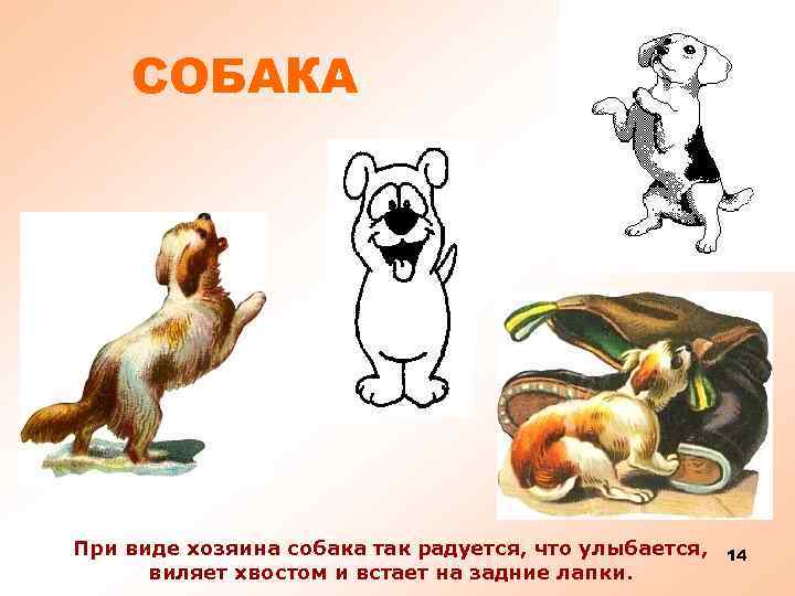 СОБАКА При виде хозяина собака так радуется, что улыбается, виляет хвостом и встает на