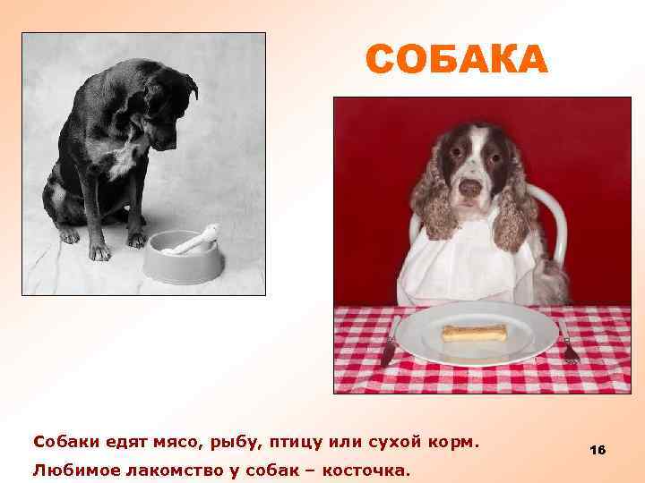 СОБАКА Собаки едят мясо, рыбу, птицу или сухой корм. Любимое лакомство у собак –