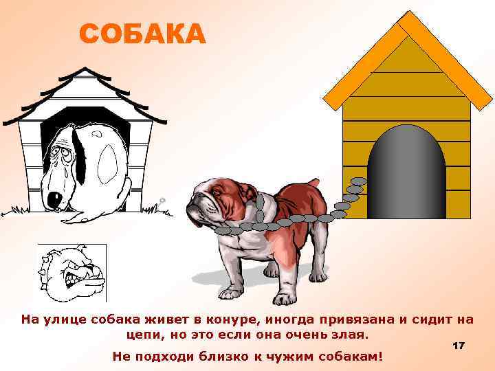 СОБАКА На улице собака живет в конуре, иногда привязана и сидит на цепи, но