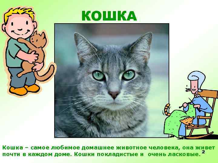 КОШКА Кошка – самое любимое домашнее животное человека, она живет почти в каждом доме.