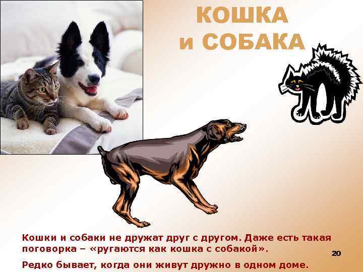КОШКА и СОБАКА Кошки и собаки не дружат друг с другом. Даже есть такая