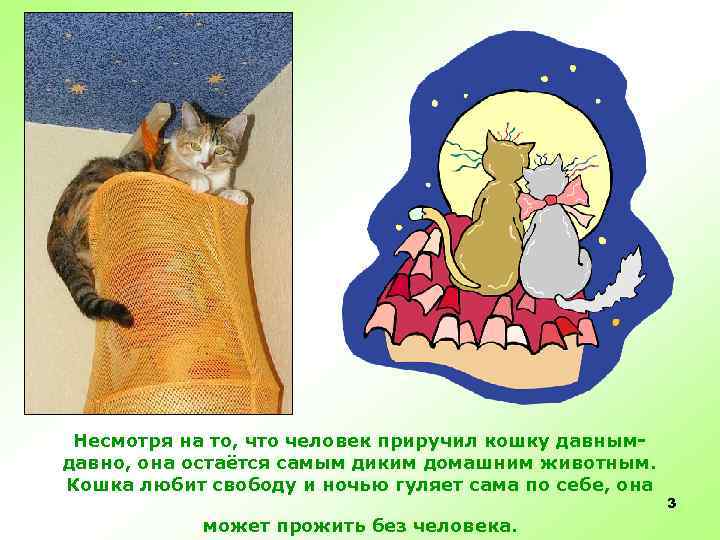 Несмотря на то, что человек приручил кошку давнымдавно, она остаётся самым диким домашним животным.