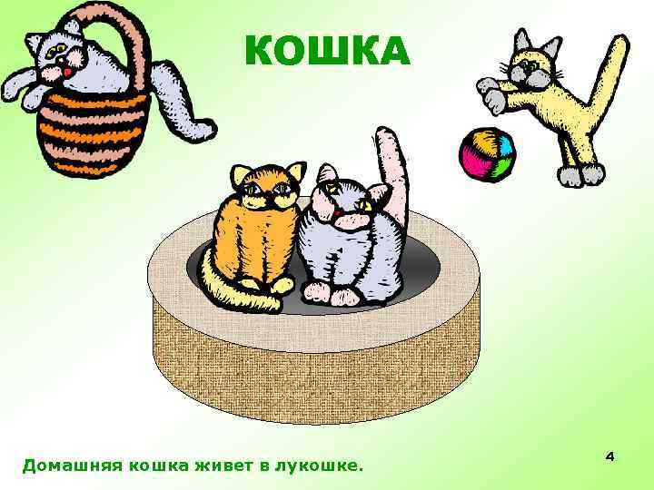 КОШКА Домашняя кошка живет в лукошке. 4 