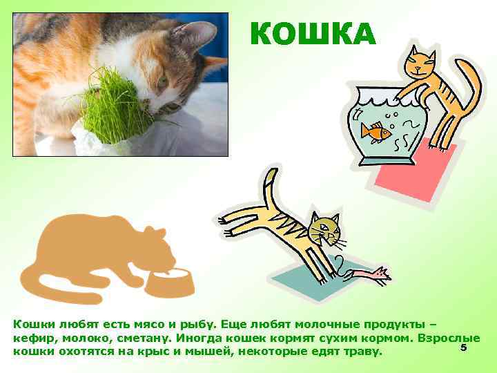 КОШКА Кошки любят есть мясо и рыбу. Еще любят молочные продукты – кефир, молоко,