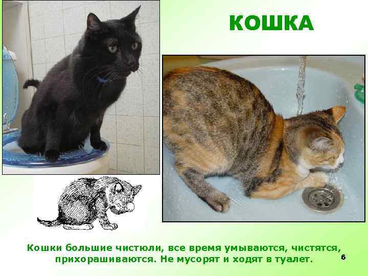 КОШКА Кошки большие чистюли, все время умываются, чистятся, 6 прихорашиваются. Не мусорят и ходят
