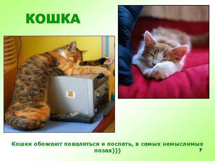 КОШКА Кошки обожают поваляться и поспать, в самых немыслимых 7 позах))) 