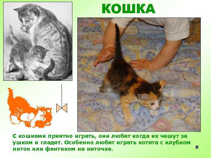 КОШКА С кошками приятно играть, они любят когда их чешут за ушком и гладят.