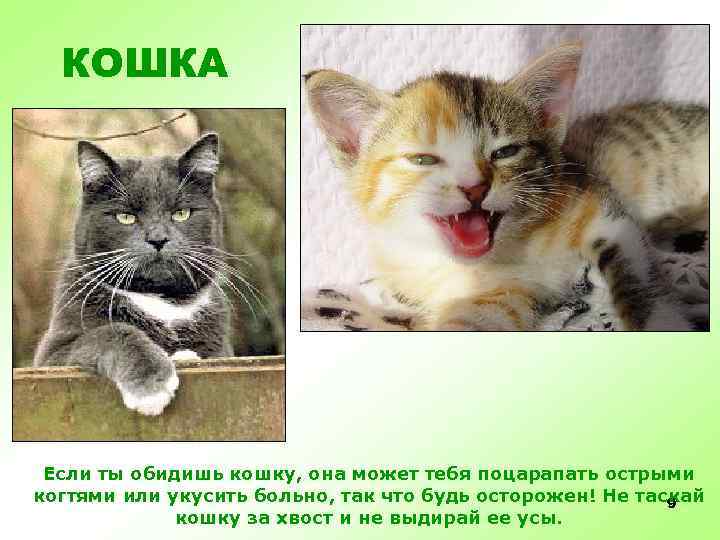 КОШКА Если ты обидишь кошку, она может тебя поцарапать острыми когтями или укусить больно,