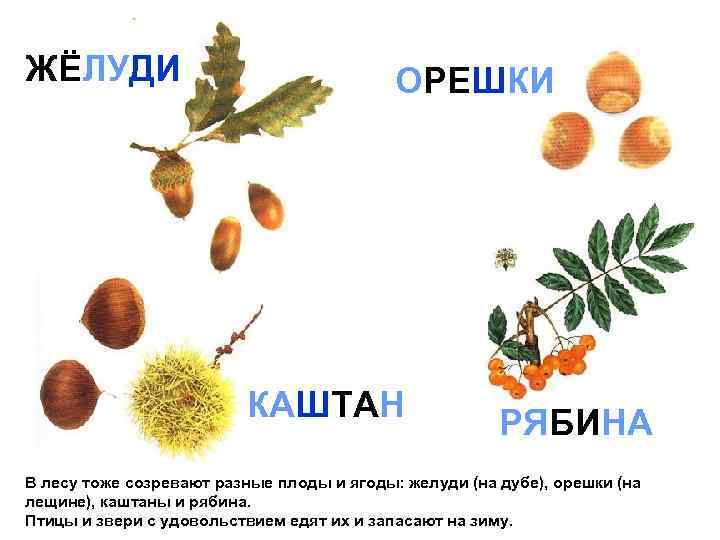 ЖЁЛУДИ ОРЕШКИ КАШТАН РЯБИНА В лесу тоже созревают разные плоды и ягоды: желуди (на