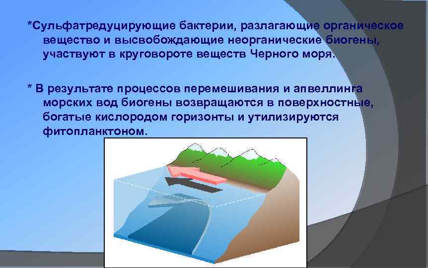 *Сульфатредуцирующие бактерии, разлагающие органическое вещество и высвобождающие неорганические биогены, участвуют в круговороте веществ Черного