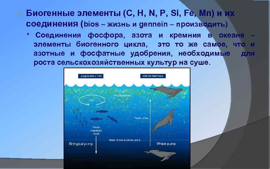 Закономерности в океане. Круговорот в океане. Круговороты биогенных элементов на суше и в океане. Биогенные элементы в воде. Биогенные осадки в морях и океанах.