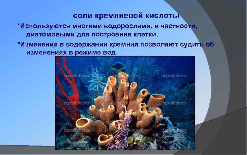 соли кремниевой кислоты *Используются многими водорослями, в частности, диатомовыми для построения клетки. *Изменения в