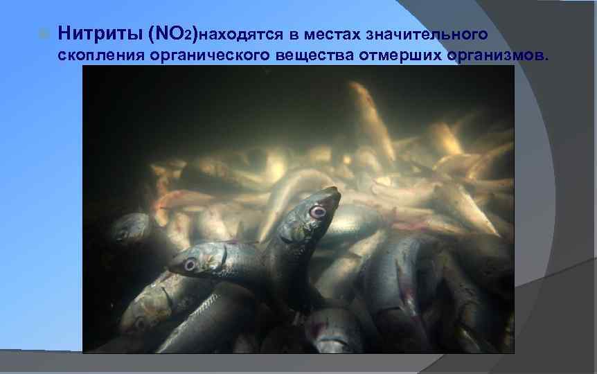  Нитриты (NO 2)находятся в местах значительного скопления органического вещества отмерших организмов. 