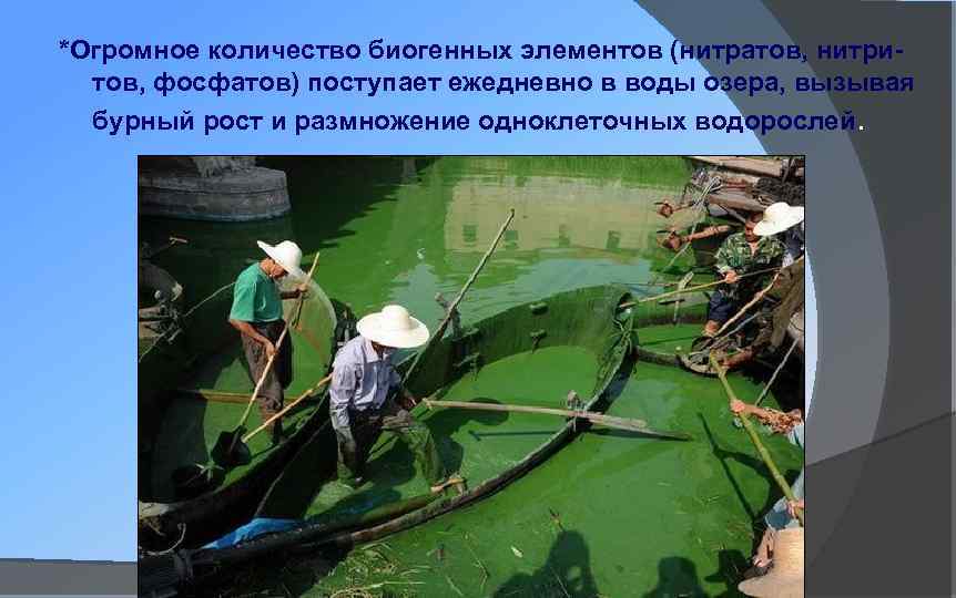 *Огромное количество биогенных элементов (нитратов, нитритов, фосфатов) поступает ежедневно в воды озера, вызывая бурный