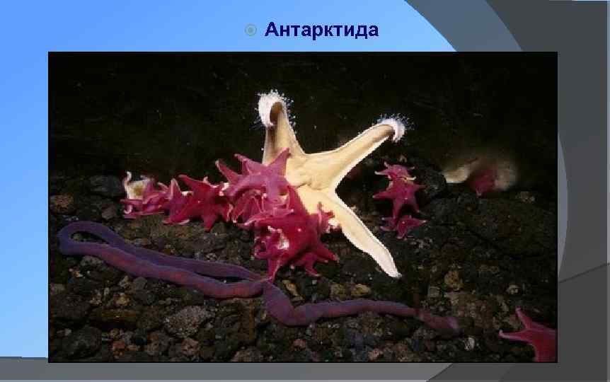  Антарктида 