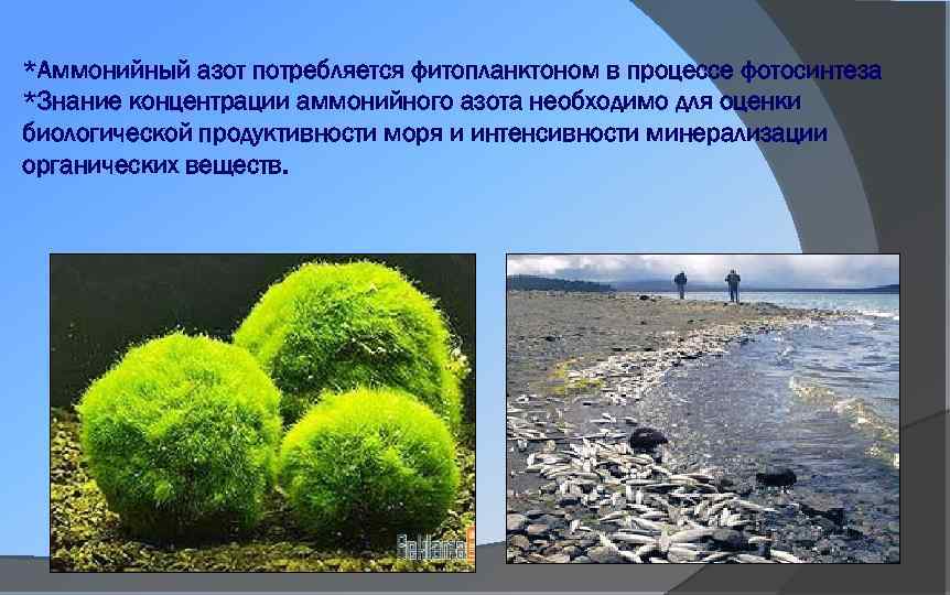 *Аммонийный азот потребляется фитопланктоном в процессе фотосинтеза *Знание концентрации аммонийного азота необходимо для оценки