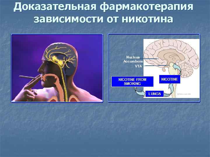Доказательная фармакотерапия зависимости от никотина Nucleus Accumbens VTA NICOTINE FROM SMOKING LUNGS 