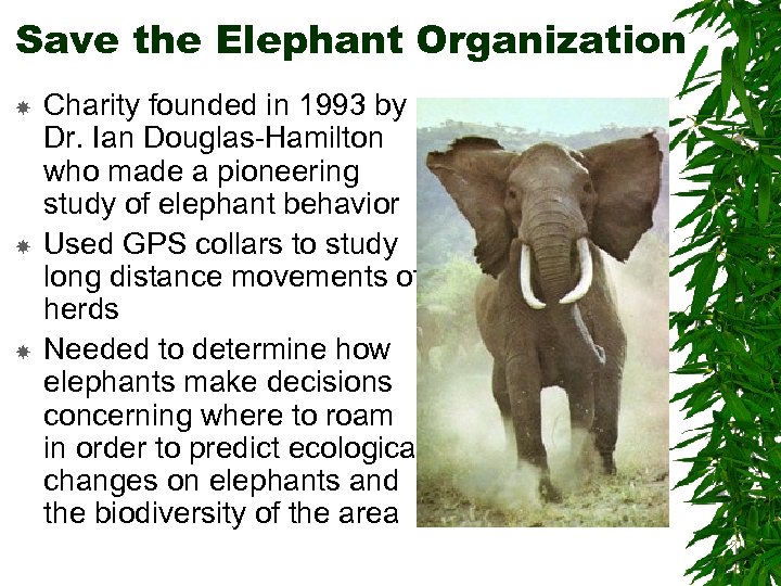 Save the Elephant Organization Charity founded in 1993 by Dr. Ian Douglas-Hamilton who made