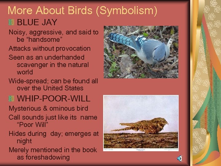 More About Birds (Symbolism) BLUE JAY Noisy, aggressive, and said to be “handsome” Attacks