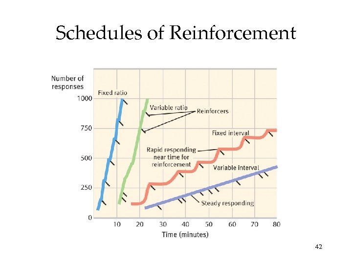 Schedules of Reinforcement 42 