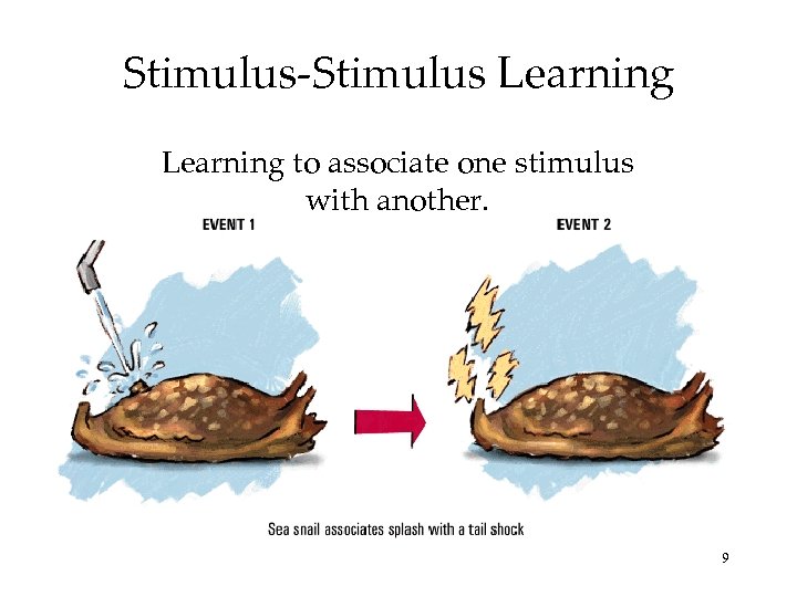 Stimulus-Stimulus Learning to associate one stimulus with another. 9 