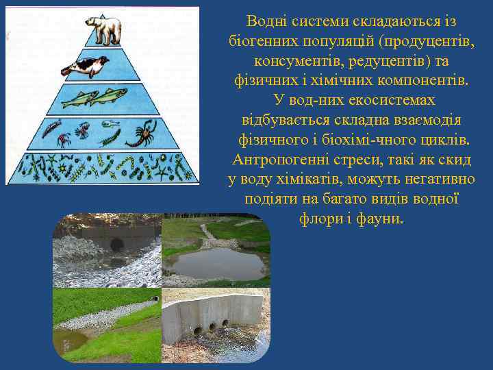 Водні системи складаються із біогенних популяцій (продуцентів, консументів, редуцентів) та фізичних і хімічних компонентів.