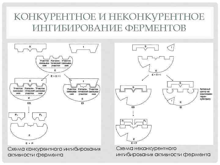 КОНКУРЕНТНОЕ И НЕКОНКУРЕНТНОЕ ИНГИБИРОВАНИЕ ФЕРМЕНТОВ Схема конкурентного ингибирования активности фермента Схема неконкурентного ингибирования активности