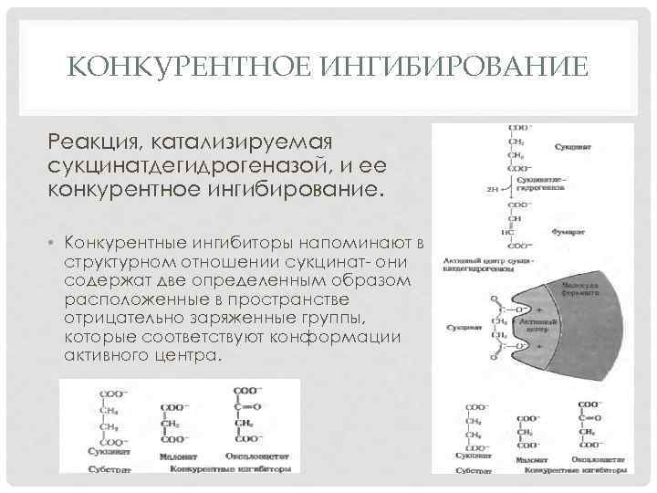 КОНКУРЕНТНОЕ ИНГИБИРОВАНИЕ Реакция, катализируемая сукцинатдегидрогеназой, и ее конкурентное ингибирование. • Конкурентные ингибиторы напоминают в