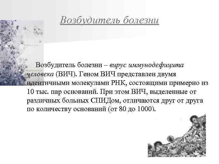 Возбудитель болезни – вирус иммунодефицита человека (ВИЧ). Геном ВИЧ представлен двумя идентичными молекулами РНК,