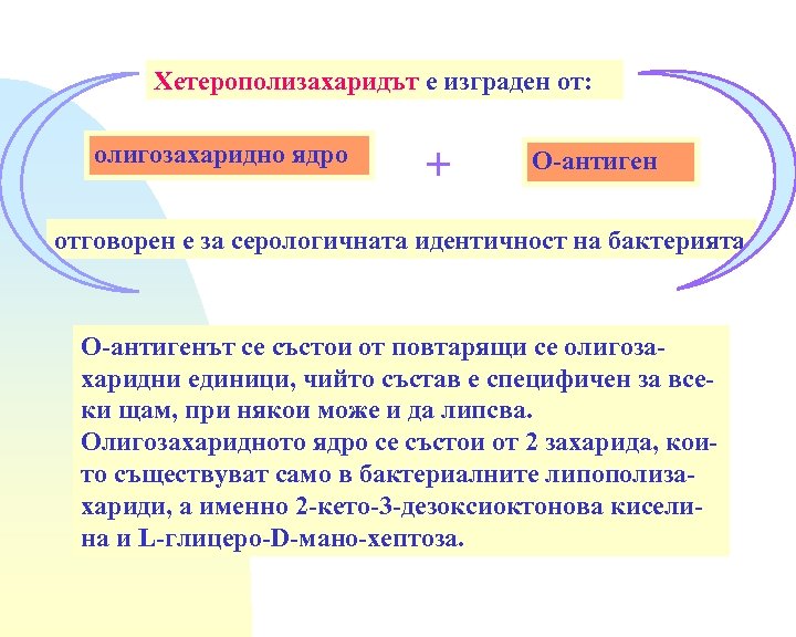 Хетерополизахаридът е изграден от: олигозахаридно ядро + О-антиген отговорен е за серологичната идентичност на
