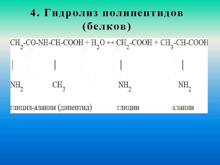 4. Гидролиз полипептидов (белков) 